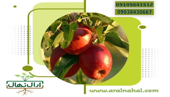 خرید نهال میوه