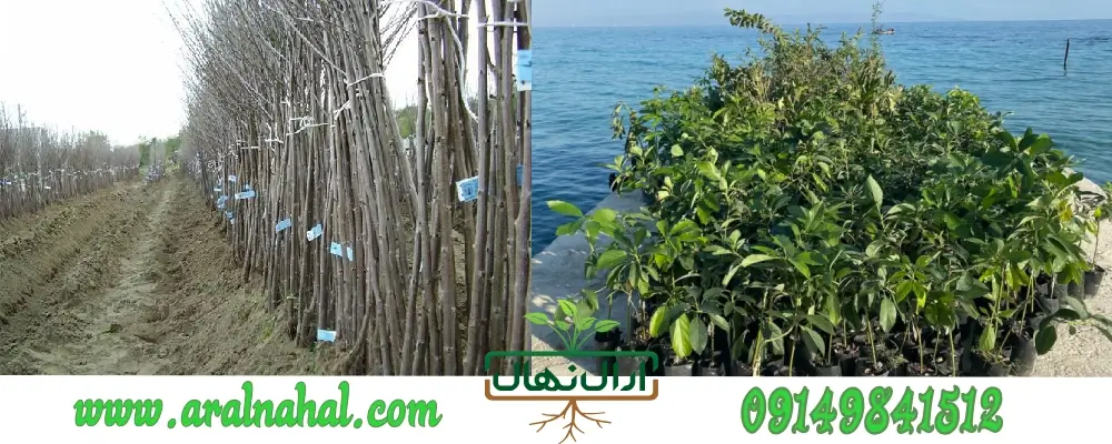 خرید نهال میوه 1