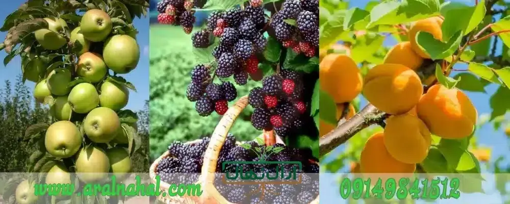 خرید نهال میوه شاه توت