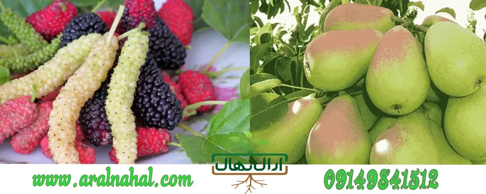 خرید نهال میوه ارزان