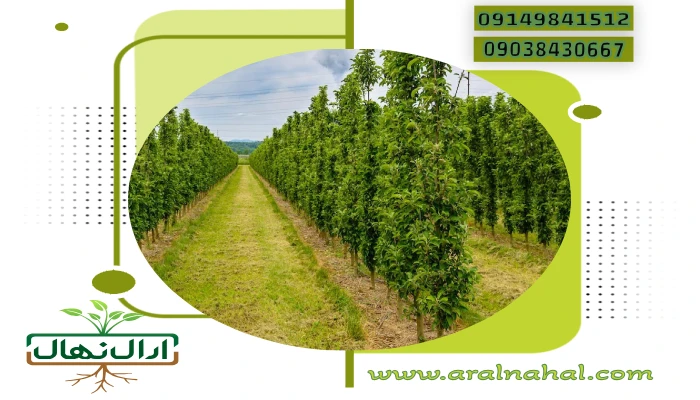 نهالستان های پایدار
