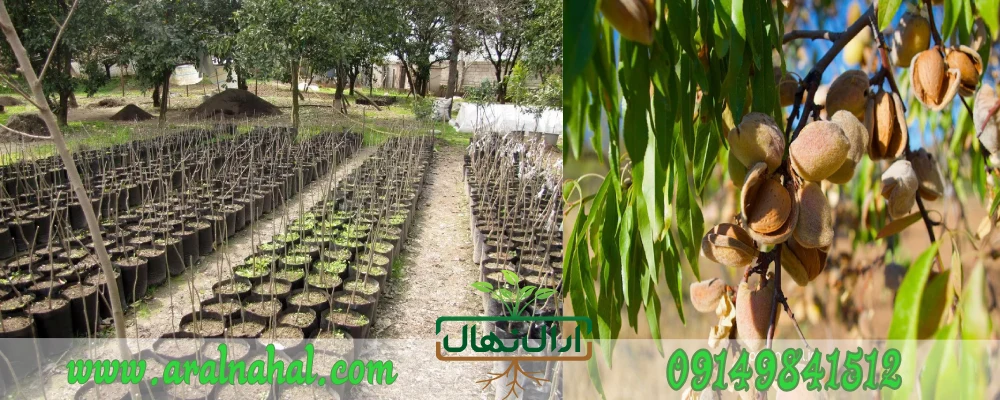 نهال های میوه ی اصلاح اصلاح شده