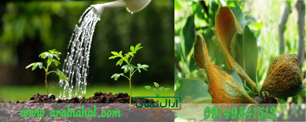 سمپاشی برای بهبود