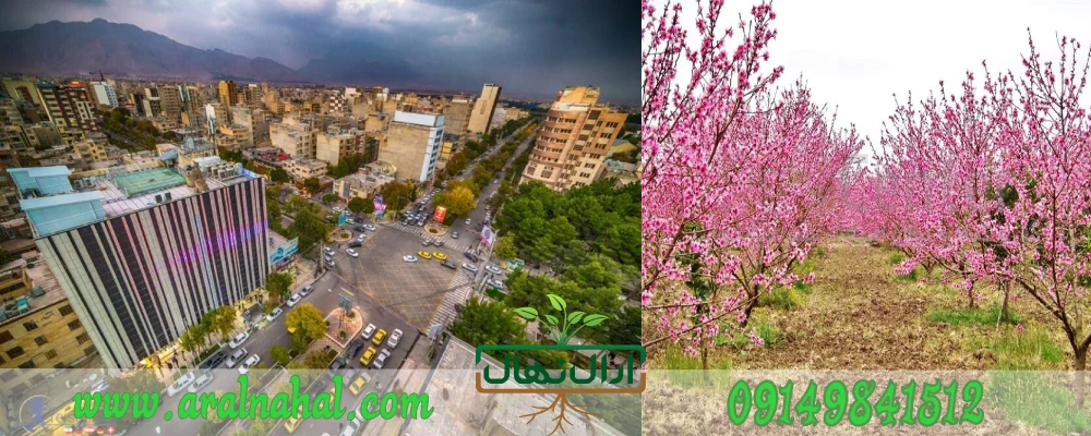 خرید نهال در کرمانشاه4