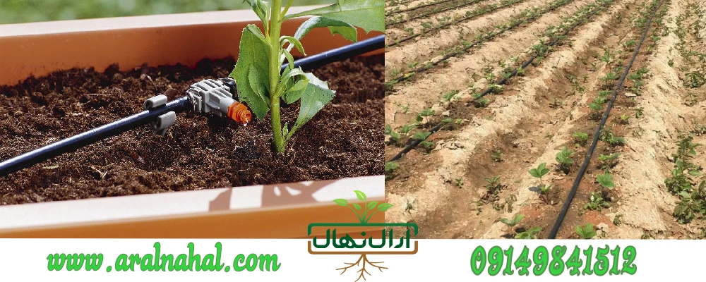 در هفته نهال را باید آبیاری کنیم؟